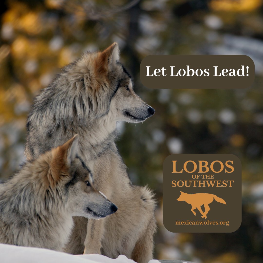 We celebrate Asha's pups and the successful fosters! We need to allow natural dispersal, including north of I-40, and releases of well-bonded families to address the genetic crisis and get wolves into places that need this native keystone species' return. ow.ly/vzMv50W586U