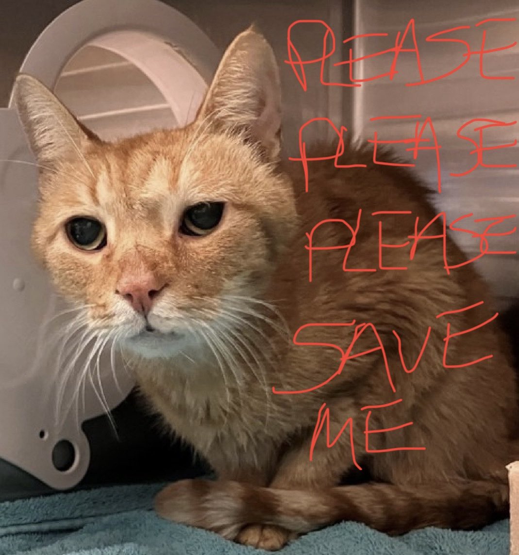 Nutmeg's Crew🌻🇺🇦 (@catgirl321) on Twitter photo 🆘CODE RED•MEDICAL CRISIS🆘
Sweet, loving #SUPER #SENIOR THOMAS (16yrs) is extremely malnourished and needs #IMMEDIATE #RESCUE‼️
*PLEDGES CRUCIAL TO SAVE HIS LIFE*
PLEASE #RT #PLEDGE #FOSTER #ADOPT - ALL you can do✔️
#cats #NYC #AdoptDontShop #SharingSavesLives
RT<a href="/LOVE_CATS_ONE/">Nathalie Ⓥ 𓃟 #Pigoneer</a> 🆘CODE RED•MEDICAL CRISIS🆘
Sweet, loving #SUPER #SENIOR THOMAS (16yrs) is extremely malnourished and needs #IMMEDIATE #RESCUE‼️
*PLEDGES CRUCIAL TO SAVE HIS LIFE*
PLEASE #RT #PLEDGE #FOSTER #ADOPT - ALL you can do✔️
#cats #NYC #AdoptDontShop #SharingSavesLives
RT<a href="/LOVE_CATS_ONE/">Nathalie Ⓥ 𓃟 #Pigoneer</a>