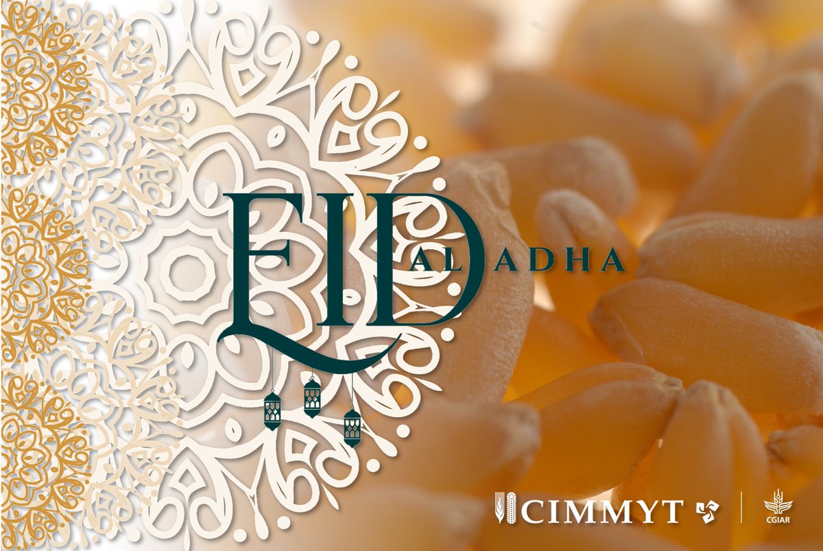 #EidAlAdha 

From <a href="/CIMMYT/">CIMMYT</a> to everyone celebrating this special occasion: In these challenging times, let’s take a moment to embrace the values of solidarity, community, and compassion. 

Together, we can continue building a better future for everyone in the world. 

#EidMubarak!