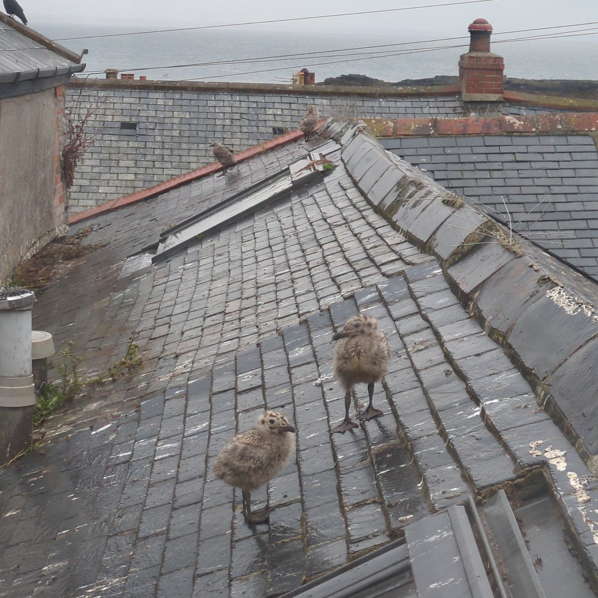 SheStoops's tweet image. It's herring gull city!