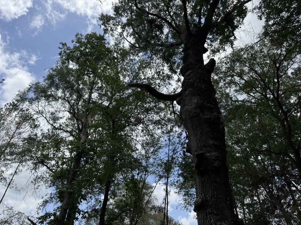 I hope our giant tree grows out more