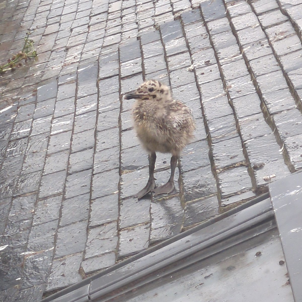 SheStoops's tweet image. 