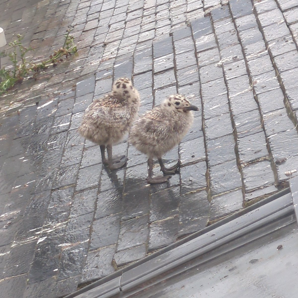 SheStoops's tweet image. 