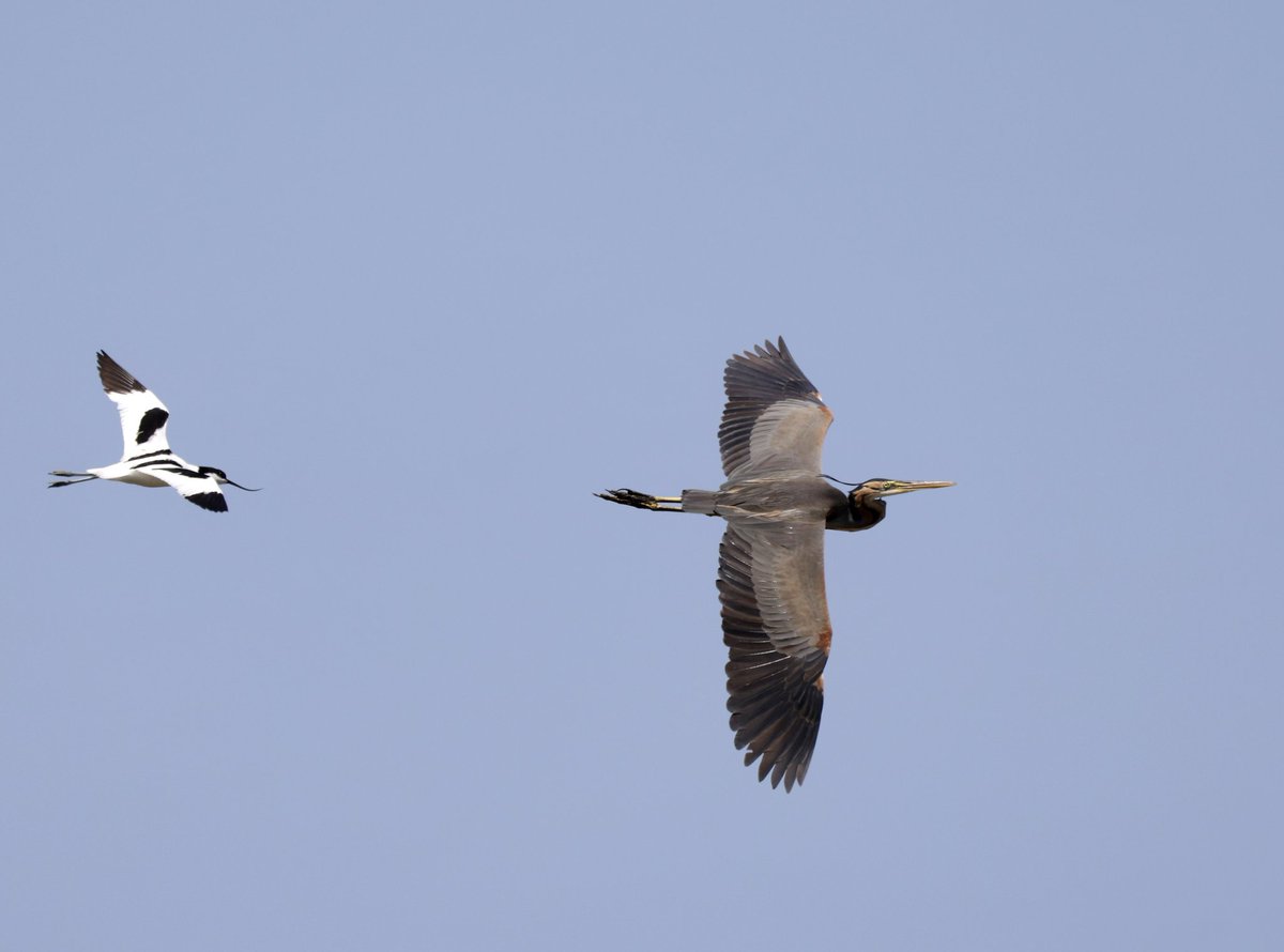 RichardJeffree3's tweet image. S&apos;albufera de Mallorca