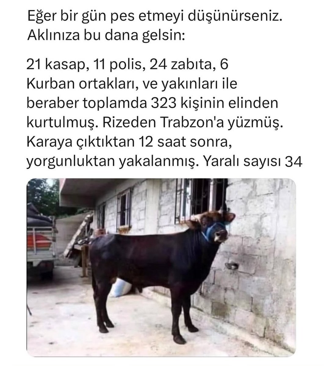 tate40496's tweet photo. İyi akşamlar 🌄🙋🏻
#KurbanBayramı #BayramınızKutluOlsun #EidMubarak #عيد_الأضحى_المبارك https://t.co/GkKog4TvB8