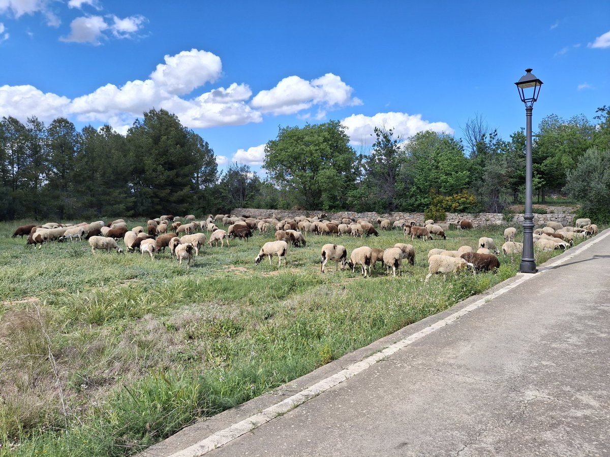 Isabel Abarca (@isajarafuel) on Twitter photo <a href="/enunlugardelah1/">En un lugar de la Huerta</a> <a href="/Patrimonio_MU/">Plataforma Patrimonio Murcia</a> <a href="/PatCulturalRM/">PatrimonioRegionMurcia</a> <a href="/Santi_MBarajas/">Santiago M. Barajas</a> <a href="/Scruzcampillo/">Santiago Campillo</a> <a href="/famartinez2001/">Francisca Martínez</a> <a href="/AmigosTierraEsp/">Amigas de la Tierra</a> <a href="/diariolaopinion/">La Opinión de Murcia</a> <a href="/Mundo__Paisajes/">Paisajes del Mundo</a> <a href="/MeteoChatSE/">Suremet</a> <a href="/MeteoMurciaDani/">El Tiempo de Murcia</a> Aquí el último rebaño que queda en Jarafuel (Valencia), ya no hay relevo para su pastor... 🥺 <a href="/enunlugardelah1/">En un lugar de la Huerta</a> <a href="/Patrimonio_MU/">Plataforma Patrimonio Murcia</a> <a href="/PatCulturalRM/">PatrimonioRegionMurcia</a> <a href="/Santi_MBarajas/">Santiago M. Barajas</a> <a href="/Scruzcampillo/">Santiago Campillo</a> <a href="/famartinez2001/">Francisca Martínez</a> <a href="/AmigosTierraEsp/">Amigas de la Tierra</a> <a href="/diariolaopinion/">La Opinión de Murcia</a> <a href="/Mundo__Paisajes/">Paisajes del Mundo</a> <a href="/MeteoChatSE/">Suremet</a> <a href="/MeteoMurciaDani/">El Tiempo de Murcia</a> Aquí el último rebaño que queda en Jarafuel (Valencia), ya no hay relevo para su pastor... 🥺