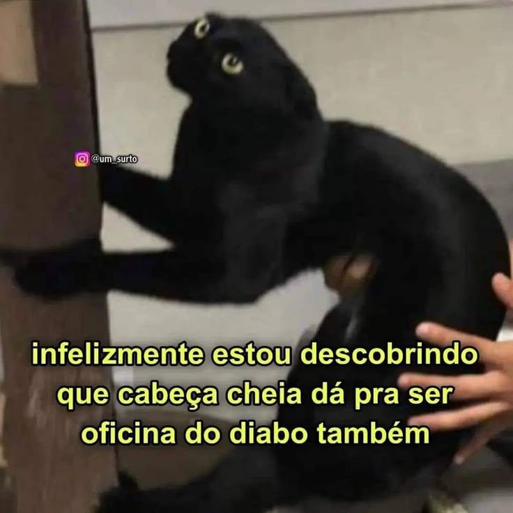 perfil dedicado a gatinhos e peitos (@odeiootaco) on Twitter photo 