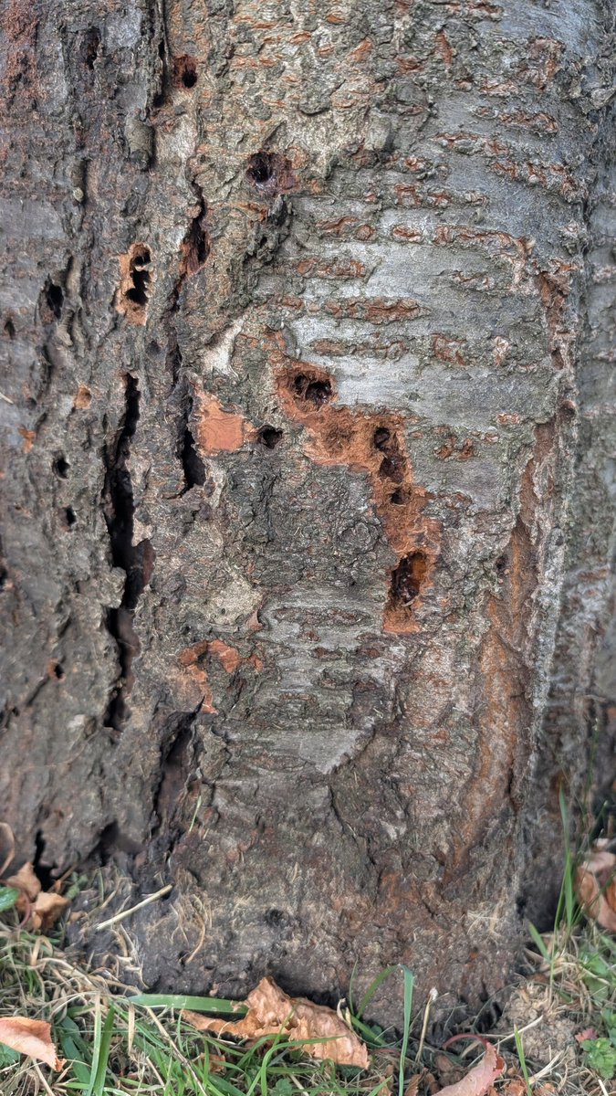 CarFreiTag's tweet image. Der #Kirschbaum meines Nachbarn sieht seit kurzem so aus. Hat hier jemand eine Idee was der hat und was man dagegen tun kann?