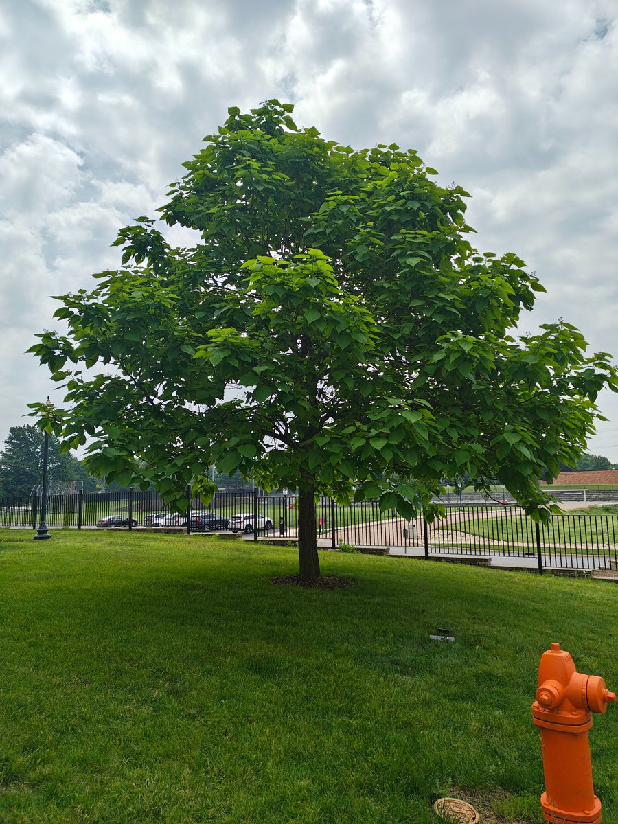 We have both Northern and Southern Catalpa's on campus. Their large leaves make for great shade!