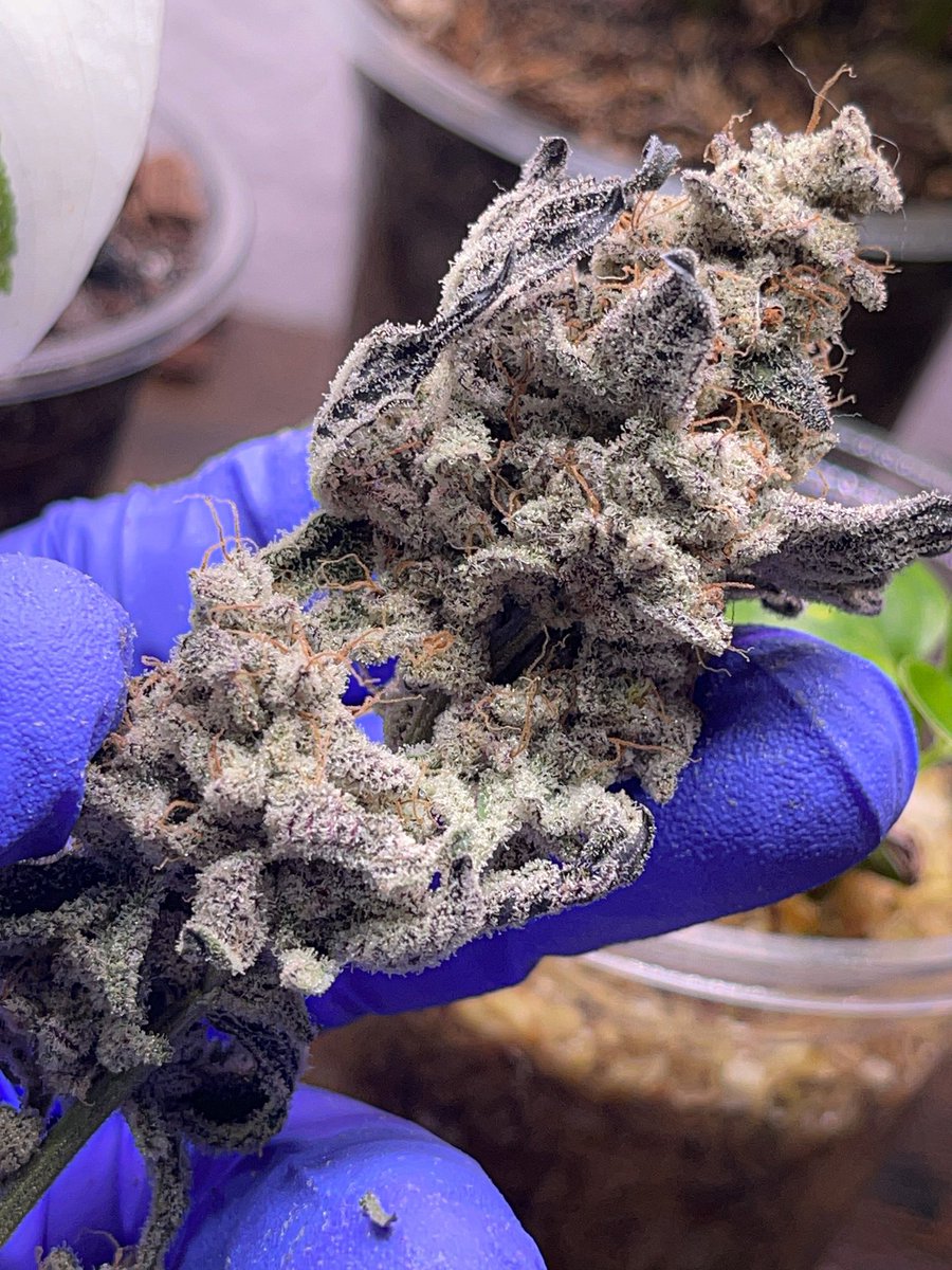 Trimming up some Nova 91 today. 🧊