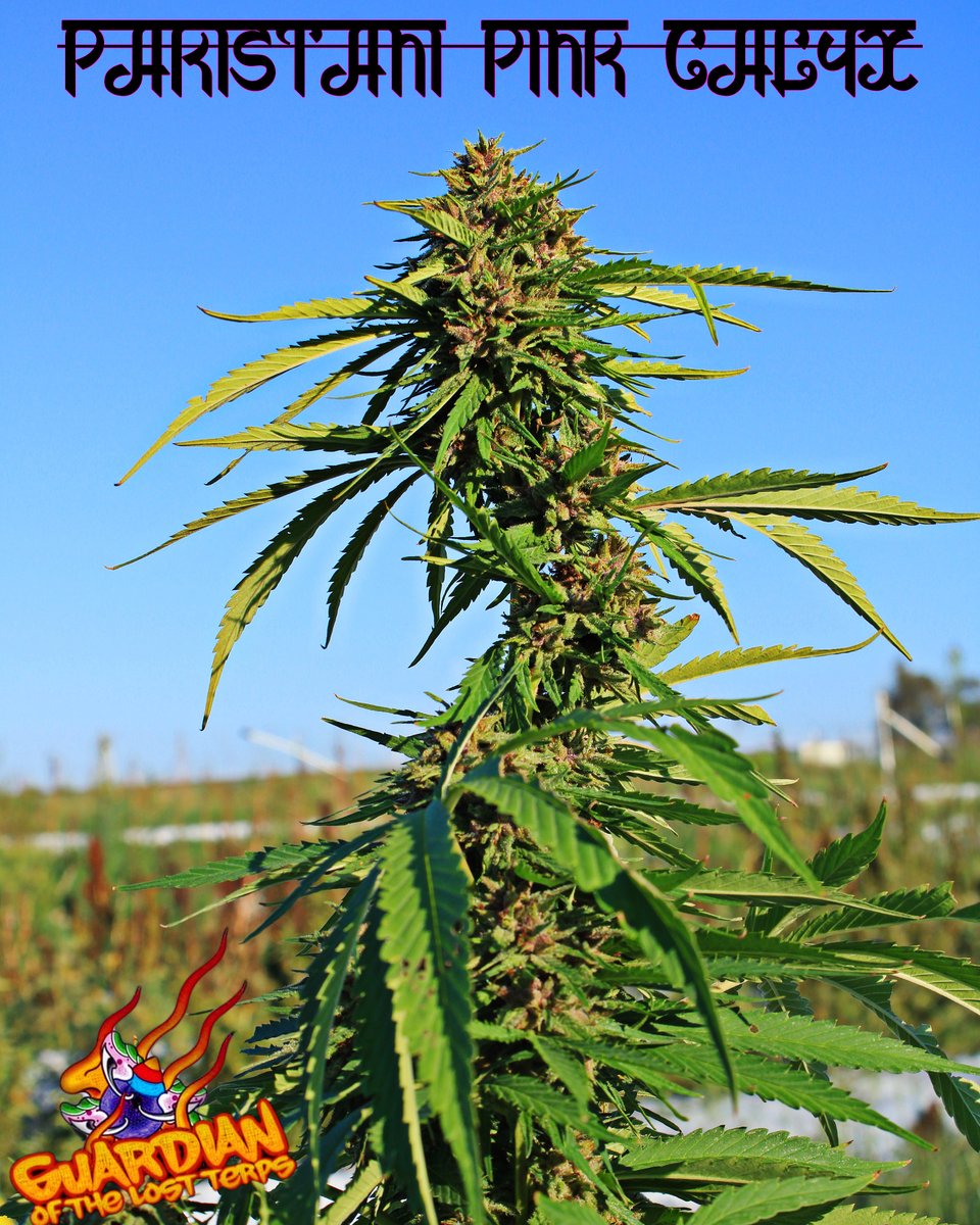 Landrace Bureau (@landracebureau) on Twitter photo 🌱 Seed Giveaway Alert! 🚨
Love free seeds? We’re giving away 100 Pakistani Pink seeds to one lucky winner!
How to Enter:
📸Comment with a number between 1 and 710.
📸Bonus entry: Repost this and tag us!
📸Like this post.
📸Follow <a href="/LandraceBureau/">Landrace Bureau</a>
🏅Winner announced Sunday at 🌱 Seed Giveaway Alert! 🚨
Love free seeds? We’re giving away 100 Pakistani Pink seeds to one lucky winner!
How to Enter:
📸Comment with a number between 1 and 710.
📸Bonus entry: Repost this and tag us!
📸Like this post.
📸Follow <a href="/LandraceBureau/">Landrace Bureau</a>
🏅Winner announced Sunday at