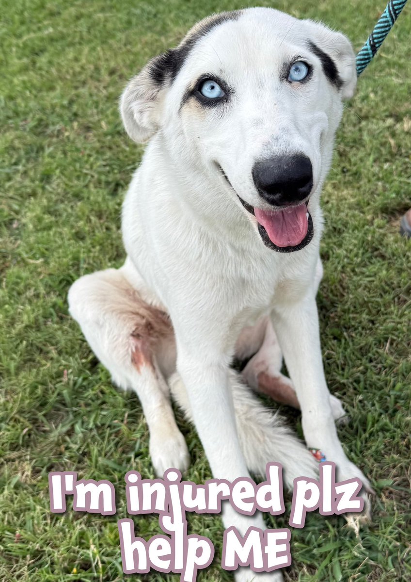 🆘911 MEDICAL EMERGENCY
IMMEDIATE rescue as if her condition deteriorates, shelter WILL KILL HER💔
🆘KENZIE is only 2
Very pretty COLLIE #A381967
BAD compound FRACTURE rear leg
Bone protrudes externally
She’s IN A LOT OF PAIN😭
🙏🏻Plz help #Pledge4Rescue
She needs surgery ASAP