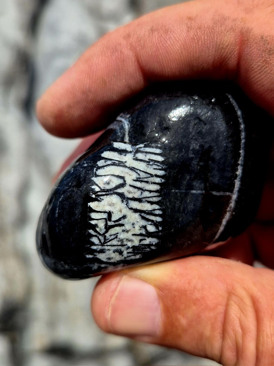 Not sure what kind of fossil I'm looking at here 🤔 
Any ideas??
County Clare, Ireland.