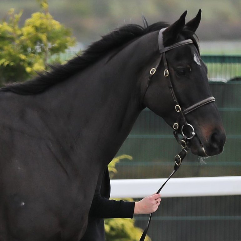 Tattersalls Cheltenham (@tattscheltenham) on Twitter photo Sovereign Star (Soldier Of Fortune) wins <a href="/BangorRaces/">bangorraces</a> on his second start over fences for trainer Donald McCain and <a href="/OldGoldRacing/">Old Gold Racing</a>
Bought #CheltenhamNovember 2022
From <a href="/robjames86/">Rob James</a> by <a href="/donaldmccain/">Donald McCain Racing</a>, £40,000 Sovereign Star (Soldier Of Fortune) wins <a href="/BangorRaces/">bangorraces</a> on his second start over fences for trainer Donald McCain and <a href="/OldGoldRacing/">Old Gold Racing</a>
Bought #CheltenhamNovember 2022
From <a href="/robjames86/">Rob James</a> by <a href="/donaldmccain/">Donald McCain Racing</a>, £40,000