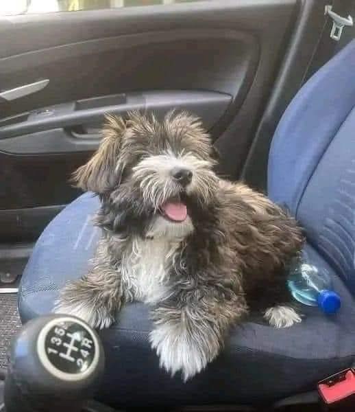 Dog Lovers tweet media