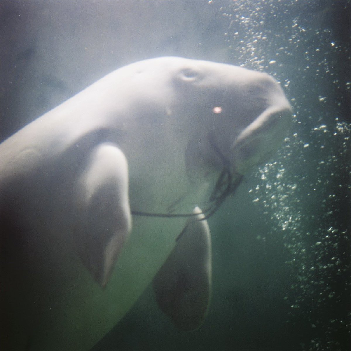Ruca_i's tweet photo. うまく撮れないって分かっててもついつい撮っちゃう水族館写真たち🦦
#66の日 #rucafilms https://t.co/R4IATuVCaI
