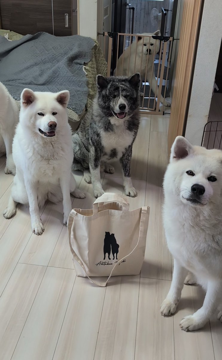 秋田犬こゆきと愉快な仲間達 (@kodomo4dog5) / Posts and Replies / X