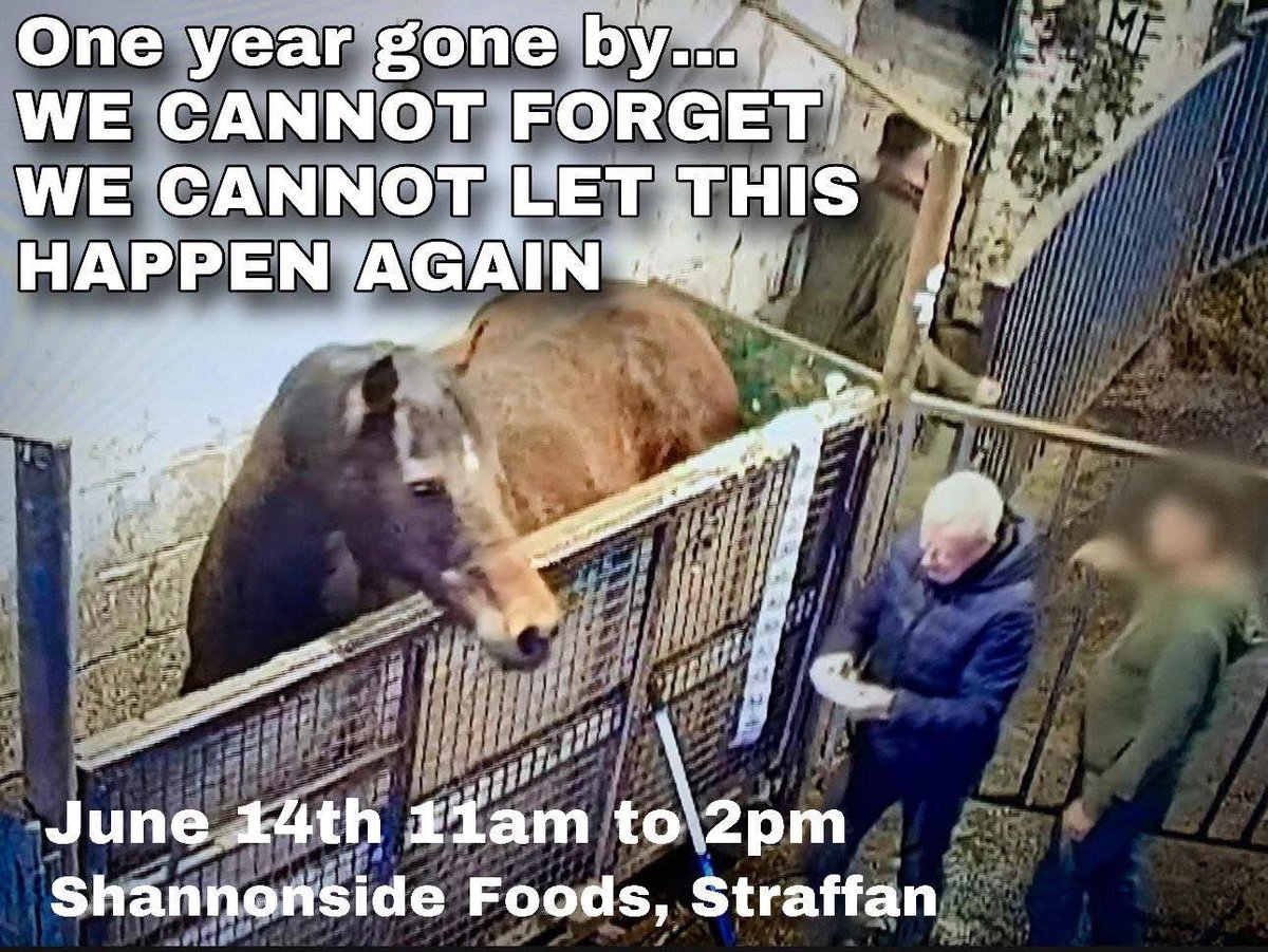💔💔💔ONE YEAR💔💔💔

Join us 14th of June, one year after this cruel hell hole was exposed. 
Shannonside Foods, Straffan, Kildare, Ireland. 

Let’s all remember the countless suffering and barbaric torture poor horses had to endure their last few days of their miserable lives