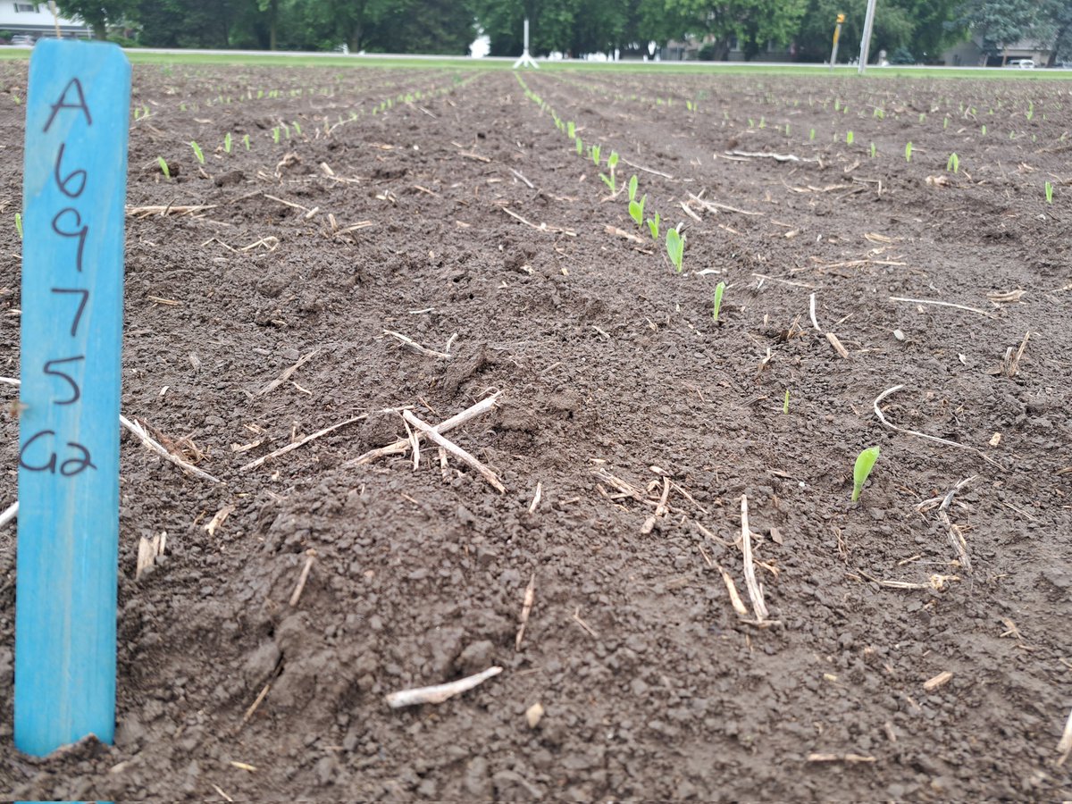 Matt Chapple (@chapple_mc) on Twitter photo Off to the races! The <a href="/PRIDESeeds/">PRIDE Seeds</a> research site is looking impressive after a much needed rain. A Site used to showcase genetics, traits, treatments and Agronomy. Off to the races! The <a href="/PRIDESeeds/">PRIDE Seeds</a> research site is looking impressive after a much needed rain. A Site used to showcase genetics, traits, treatments and Agronomy.