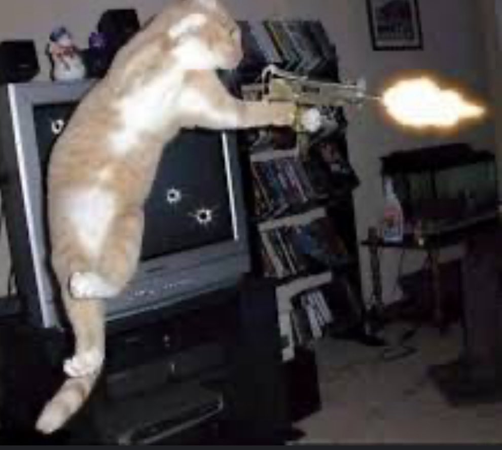 #catwifgun