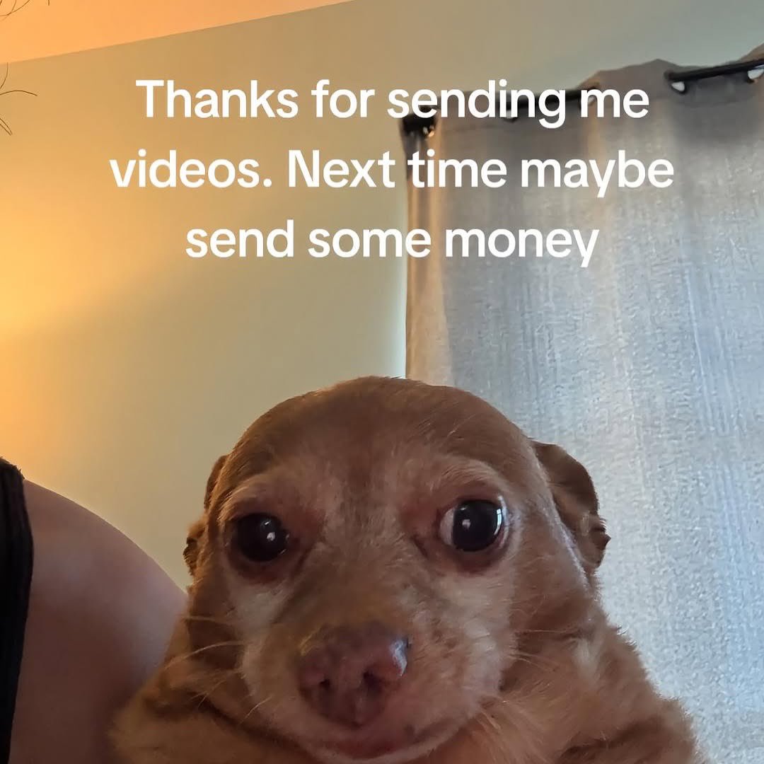 out of context dogs (@contextdogs) on Twitter photo 