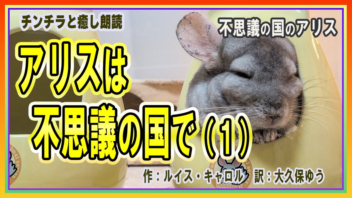 ほわぷりちんちら〜ず【なつ恵＆チンチラ🐭🐭🐭＆デグー