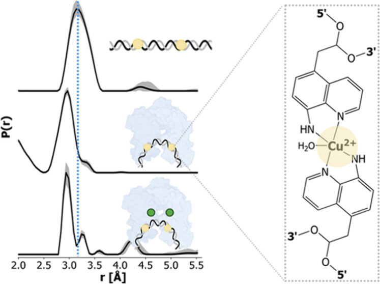 Recently, the Saxena group developed a rigid, nucleotide-independent Cu(II)-based spin label that enables precise measurement of DNA conformation and flexibility using EPR spectroscopy. Read more in JACS: zurl.co/QFmBZ
