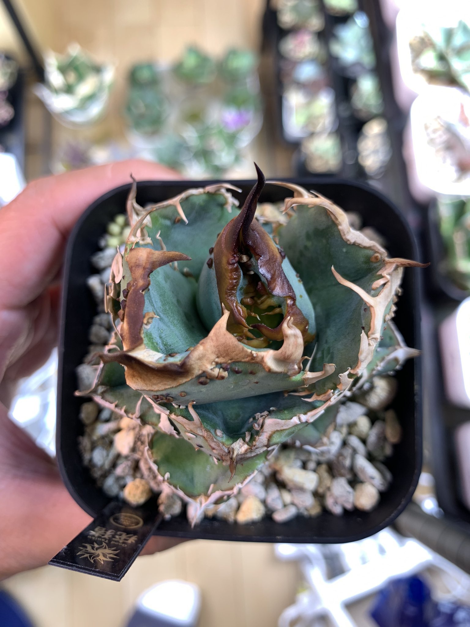 goodtaniku】疣猪tc 大サイズ送料込み