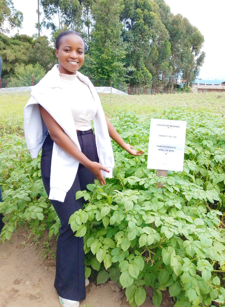 ShimoYvette's tweet image. I keep discovering more reasons why #BiotechCrops are vital for the planet and consumers! With 278 million facing hunger, facts beat myths👌

Yields increased, cut pesticide use and support climate resilience. Let&apos;s invest in science for a sustainable, food secure! #TalkBiotechRw