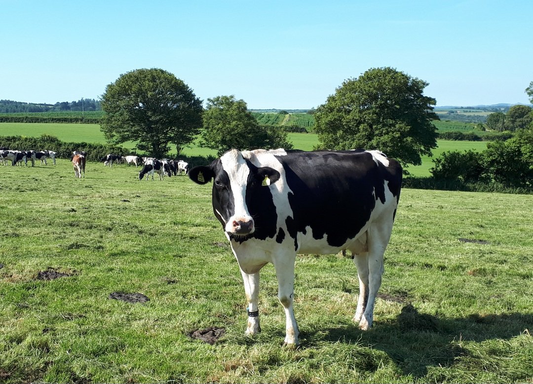 Free fun at your local farm this Sunday with <a href="/OpenFarmSunday/">OpenFarmSunday</a>  Free  tractor rides, feed the animals &amp; learn about farm life. #openfarmsunday #familyfun #freedaysout #Sunday #FarmingwithNature farmsunday.org