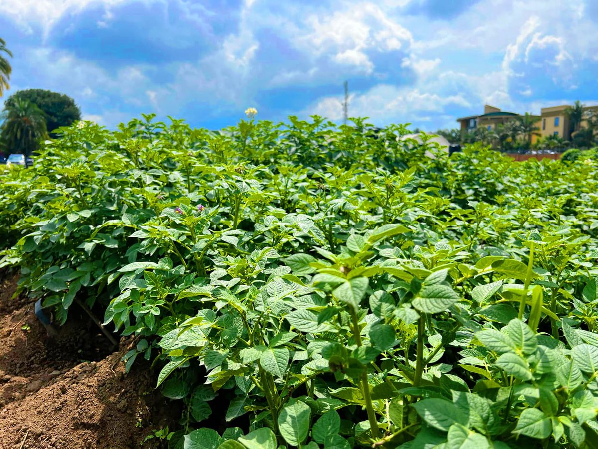 ShimoYvette's tweet image. I keep discovering more reasons why #BiotechCrops are vital for the planet and consumers! With 278 million facing hunger, facts beat myths👌

Yields increased, cut pesticide use and support climate resilience. Let&apos;s invest in science for a sustainable, food secure! #TalkBiotechRw