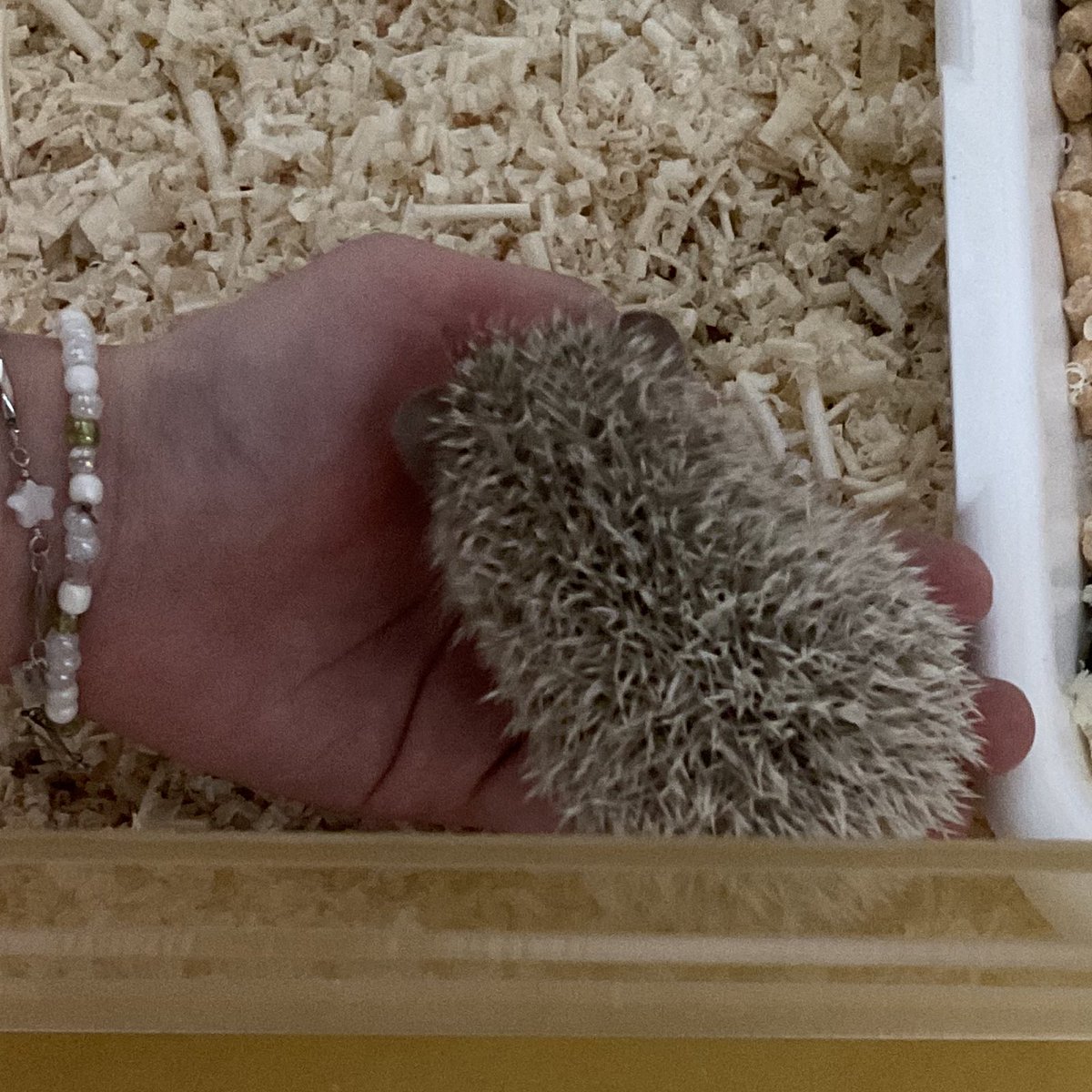 헉 ㅠㅠㅠ 아니 내손위에올라왓어 직접 배가너무따듯해