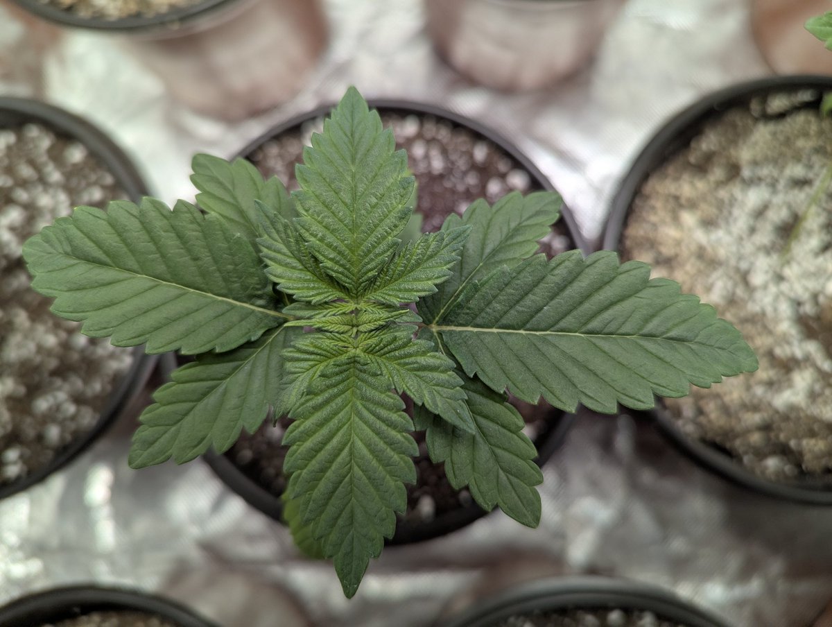 Gotta do one more because I feel like you're missing out if you're not following 👇

<a href="/deepsearch420/">Deep Search Selections</a>
<a href="/GrowinNY/">StickyFingers</a>
<a href="/TopTierTerps2/">SgtSadistic</a>
@JulieTehCat
<a href="/floresciousness/">Florescent Consciousness</a>
@percygrowerUK
<a href="/BadlandsCanna/">Badlands Cannabis</a>
<a href="/madd_rez/">Madd Rez</a>
<a href="/GrowsOhio/">Ohio Grows Organic</a>
@ThiccboiGrows

#FollowFriday