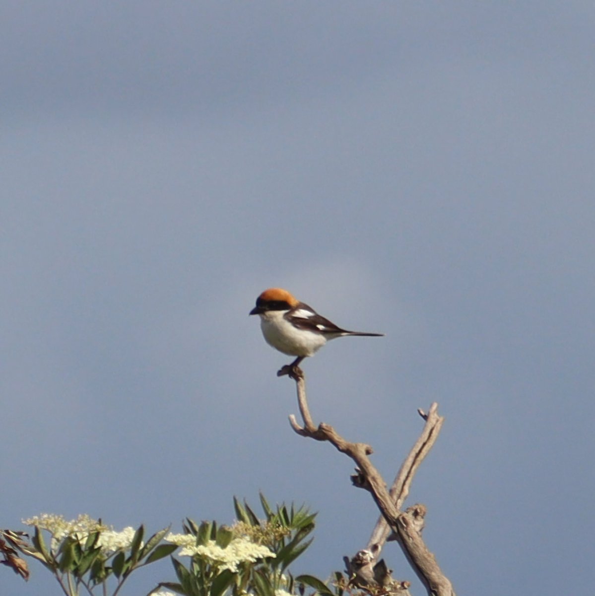 Big thank you to the train drivers at work this morning for flushing   this Woodchat Shrike, only the 6th time seen in Cheshire close to the Westcott mainline south of WBQ <a href="/AvantiWestCoast/">Avanti West Coast</a> #gratefulcolleague