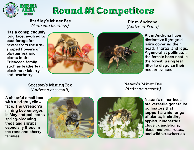 🐝 ICYMI: Round 1 of the Yates County Pollinator Tournament is LIVE!

Meet the first 4 contenders &amp; vote for your top 2 to move on!
Bios + pics + bracket = pollinator madness. 🦋

🗳️ Vote now: forms.gle/SdmF3T7VNgP5i8… 

#PollinatorTournament #CCEYates