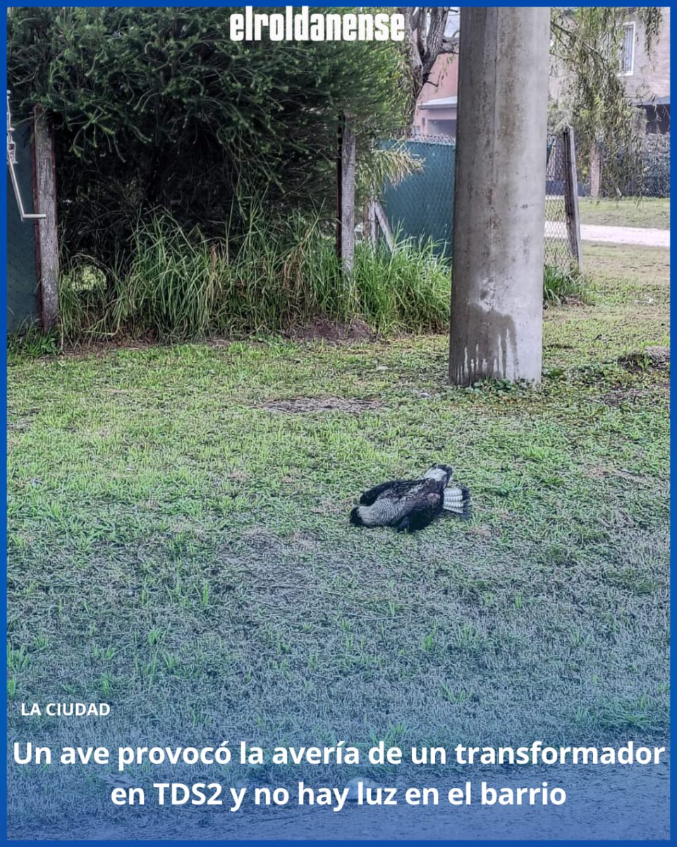 Pasadas las 11hs de este viernes vecinos de Tierra de Sueños 2 reportaron un corte de energía y en los grupos de WhatsApp del barrio enseguida circuló una imagen con el motivo: un ave provocó la rotura de una protección en un transformador ubicado en Luther King y Lubich.