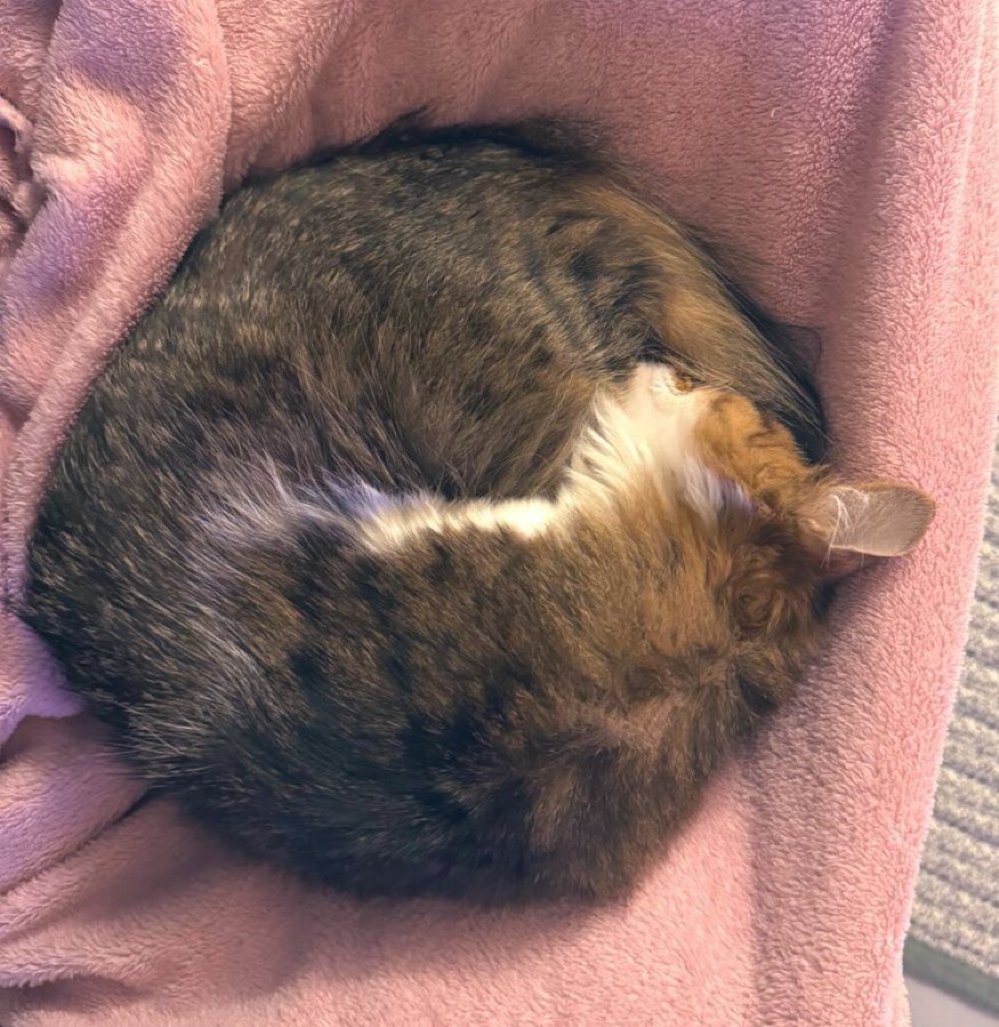 まんまーーーる、あんもにゃいとー