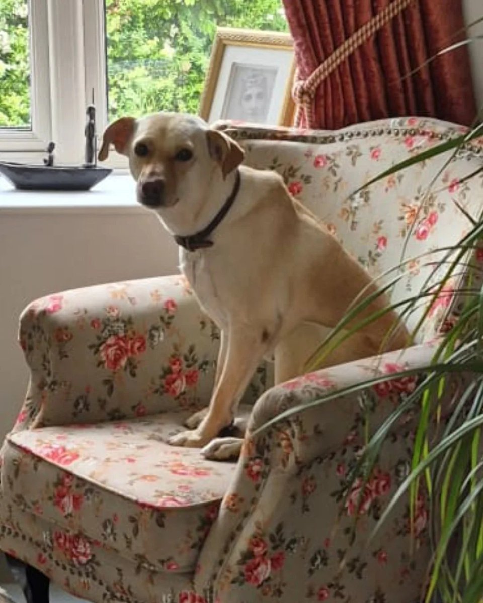 Biscuit, now Cleo has made herself very comfortable in her new home! 😍😍

#foreverhome #dogs #animals #dogsofx #dogsoftwitter #dogstagram #dogsofinstagram
#adoptarescue #adoptdontshop #adoptshelterdogs #happy #love