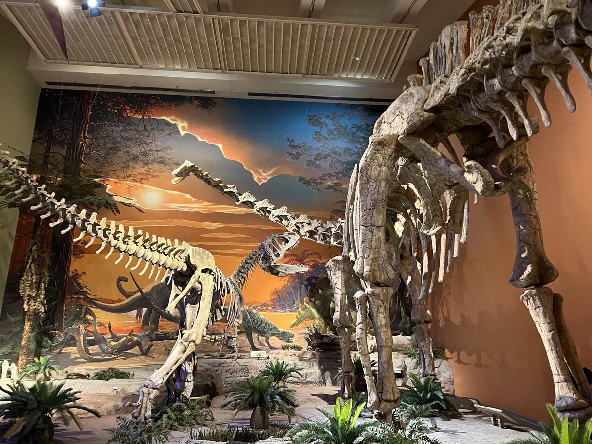 Marc Tollis (@evilsmaug) on Twitter photo The utterly bananas Saurophaganax and Supersaurus mounts <a href="/NMMNHS/">NM Natural History</a> totally blew my mind when I was in Albuquerque for the 2023 Evolution conference <a href="/Evol_mtg/">Evolution Meetings</a> #fossilfriday #fossil The utterly bananas Saurophaganax and Supersaurus mounts <a href="/NMMNHS/">NM Natural History</a> totally blew my mind when I was in Albuquerque for the 2023 Evolution conference <a href="/Evol_mtg/">Evolution Meetings</a> #fossilfriday #fossil