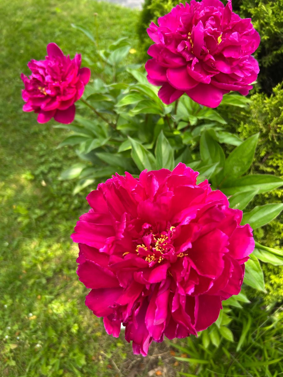 Melissa Constanzer tweet media