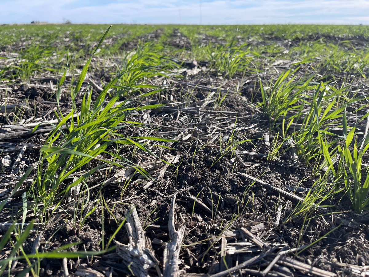 Prof (Weed Science) Bhagirath Chauhan (@bschauhan76) on Twitter photo Paradoxa grass/phalaris may surpass wild/black oats & become the most problem weed in winter crops in NNSW. Thanks <a href="/GRDCNorth/">GRDC North</a> for supporting this work. <a href="/QAAFI/">QLD Alliance for Agriculture & Food Innovation</a> <a href="/UQ_News/">UQ News</a> <a href="/UQWeedScience/">Chauhan lab UQ</a> Paradoxa grass/phalaris may surpass wild/black oats & become the most problem weed in winter crops in NNSW. Thanks <a href="/GRDCNorth/">GRDC North</a> for supporting this work. <a href="/QAAFI/">QLD Alliance for Agriculture & Food Innovation</a> <a href="/UQ_News/">UQ News</a> <a href="/UQWeedScience/">Chauhan lab UQ</a>