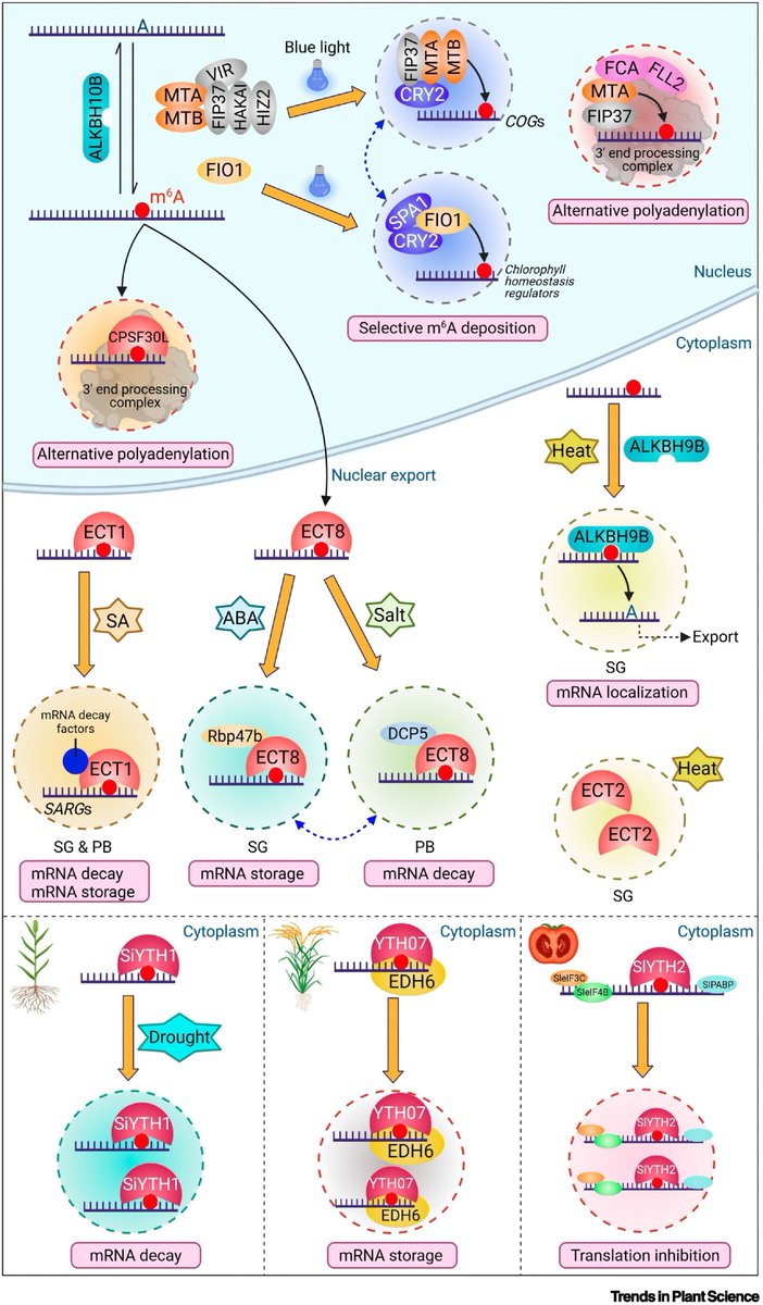 Epitranscriptomic regulation through phase separation in plants 

cell.com/trends/plant-s… 
♻️