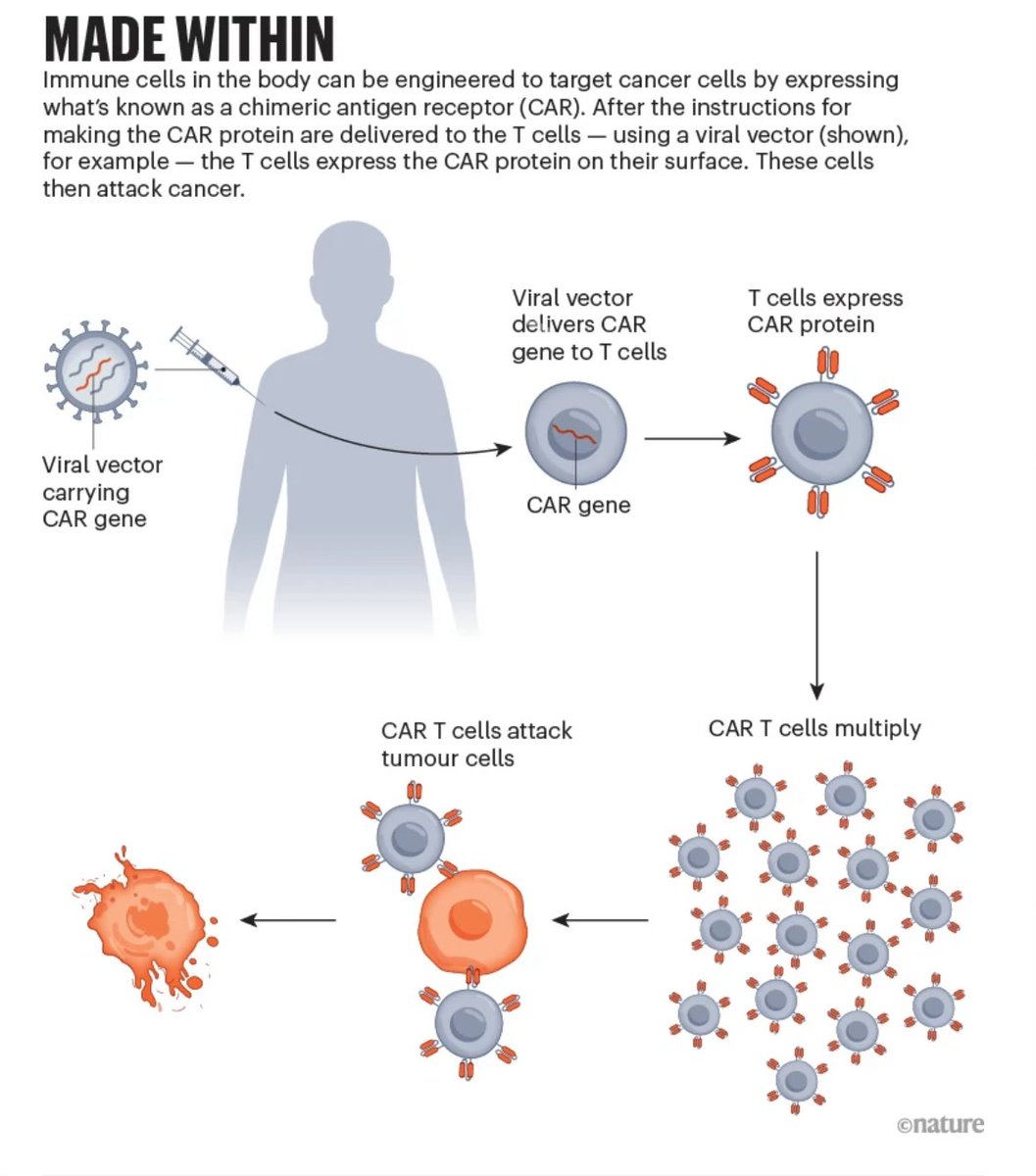 Simona Cristea (@simocristea) on Twitter photo engineering T cells within the body of the patient (rather than in a lab) is the next frontier for cancer immunotherapy engineering T cells within the body of the patient (rather than in a lab) is the next frontier for cancer immunotherapy