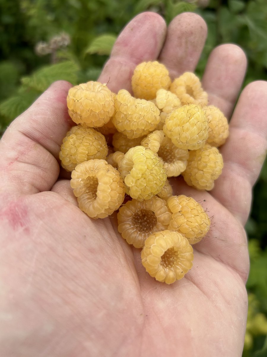 One of my on yellow raspberry breedings, incredibly mild tasting berries , very pretty though