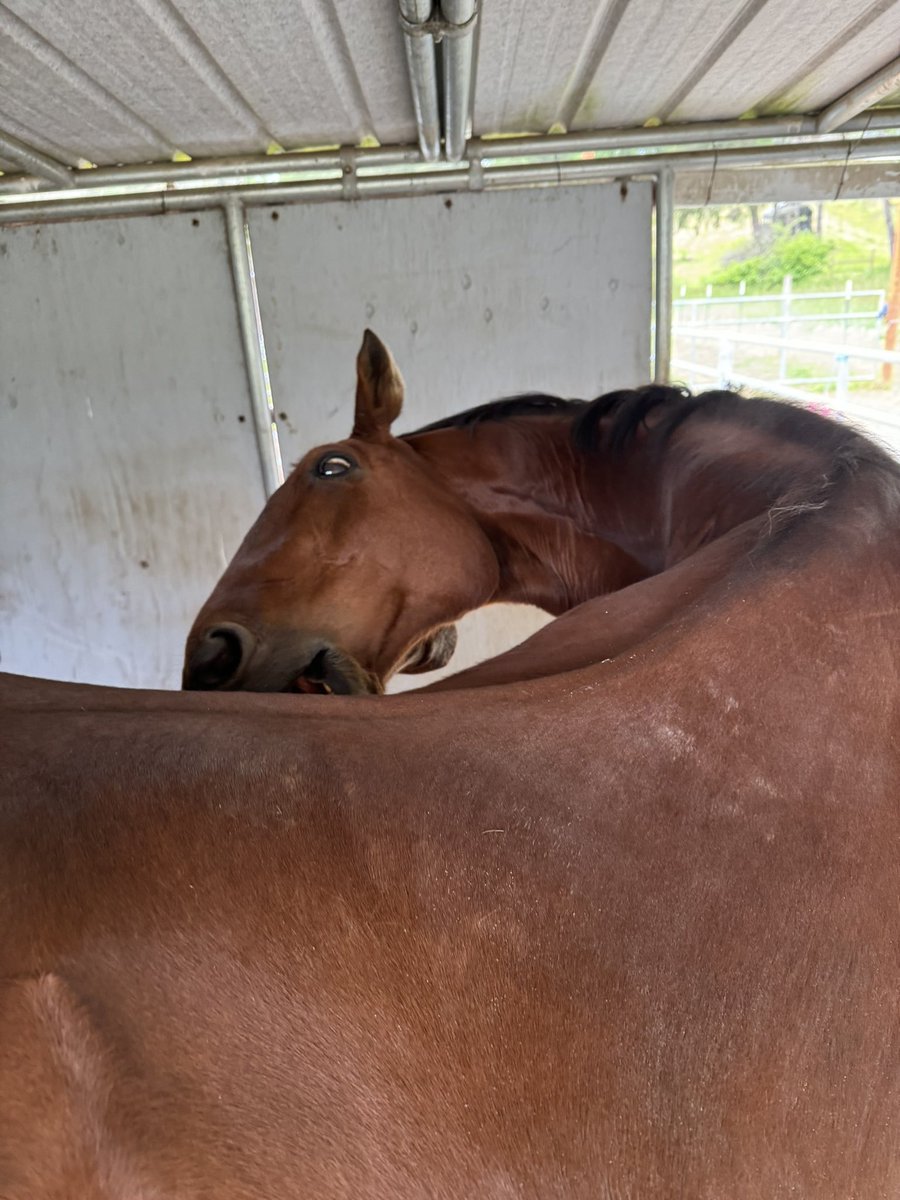 horse scratching itch finding perfect spot for relief
