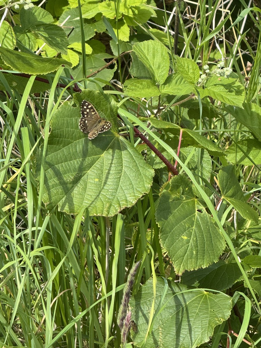 torrotractor's tweet photo. Speckled wood butterfly https://t.co/TZUfeHJw3b