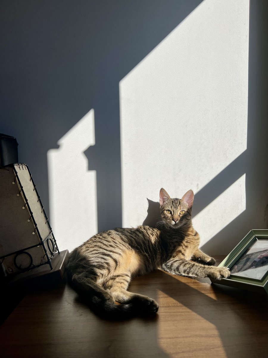 Ohriana's tweet photo. Les juro que tengo una adolescente en casa, dueña de cada espacio y si le dices algo te contesta todoo. 🐆 https://t.co/ZZY0zmdOew
