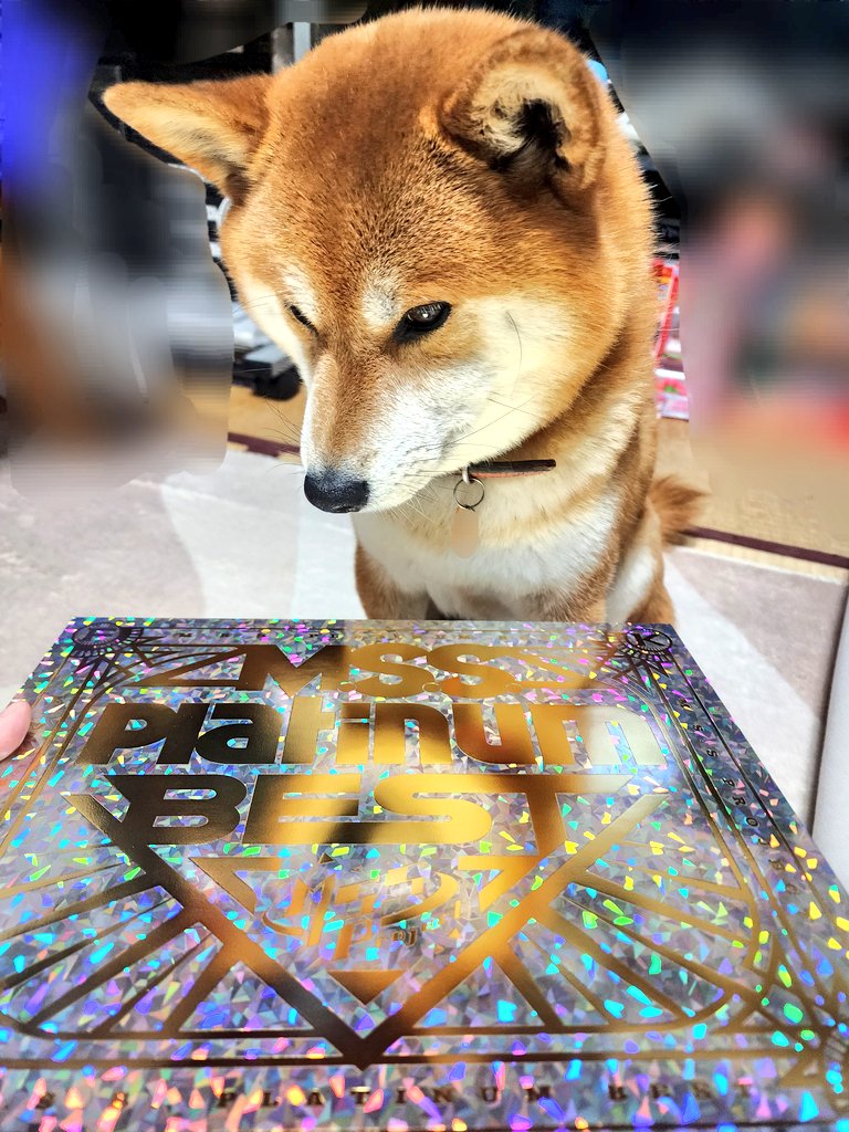 Rai_rairai_'s tweet image. キラッキラです
 #MSSPフォト