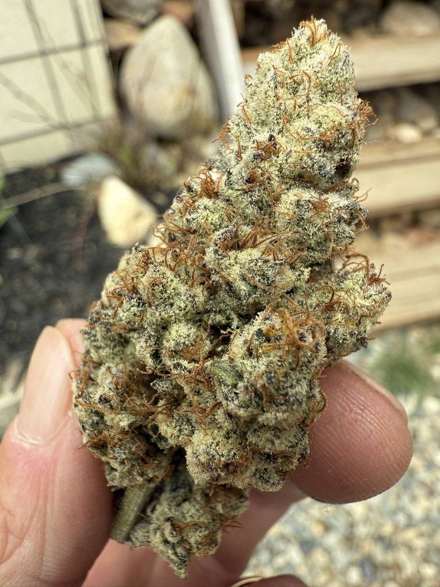 Limited supply, if you missed the drop, now’s your shot, Forbidden Jelly Donkey butter and Vampire Slayah avail. Won’t last long so act fast and DM me for details. BOOKS are OPEN. Get on my Guest list and you’ll be able to get future drops as well. 100% organic soil fire. Act