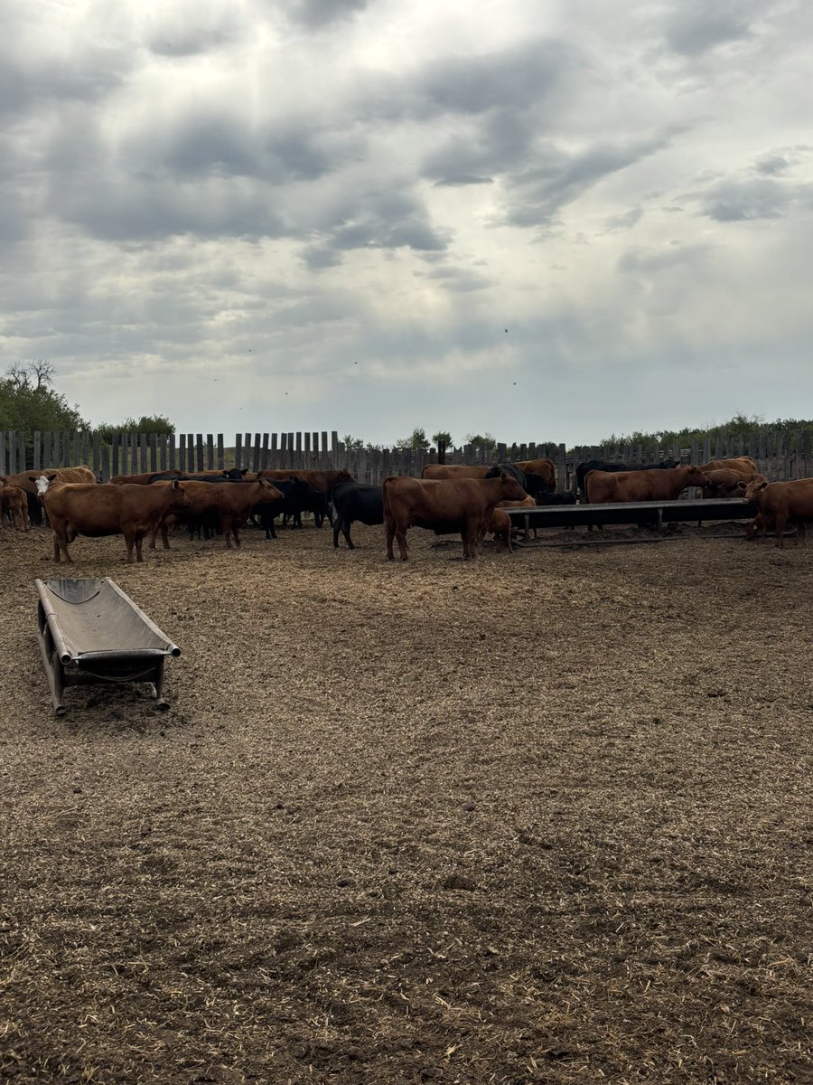 Possibly looking to move 15-20 pairs because of dry conditions

Could sort half as young pairs. Cows don’t have good enough feet or udders for purebred quality 

Other half would be mature pairs 

DM for details